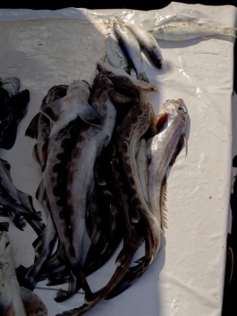 solidarity is a weapon