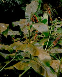 solidarity is a weapon